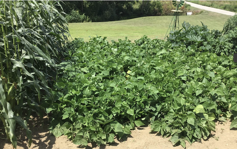 How 4G Soil Restoration Helps Certified Naturally Grown Grow!