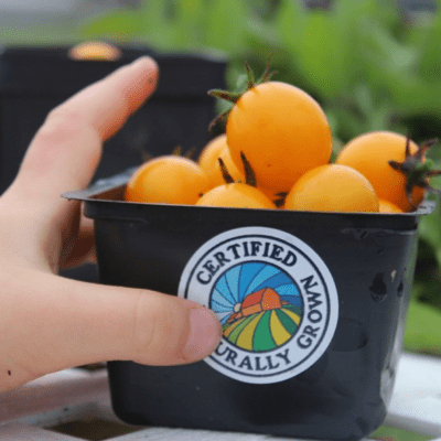Golden Cherry Tomatoes In A Pint Box With The CNG Logo