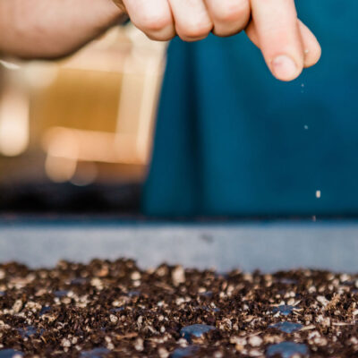 Finding The Right Seeds Is The First Step To A Great Garden
