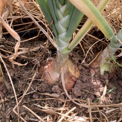 Onion Sourcing Update
