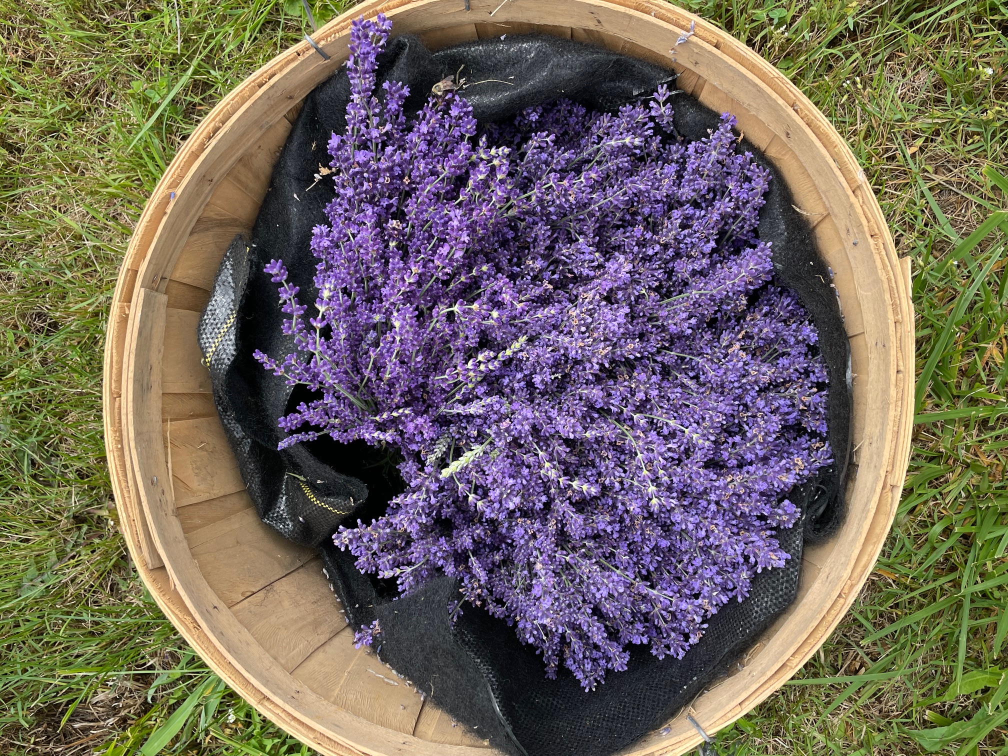 Farmer Meetup: Lavender