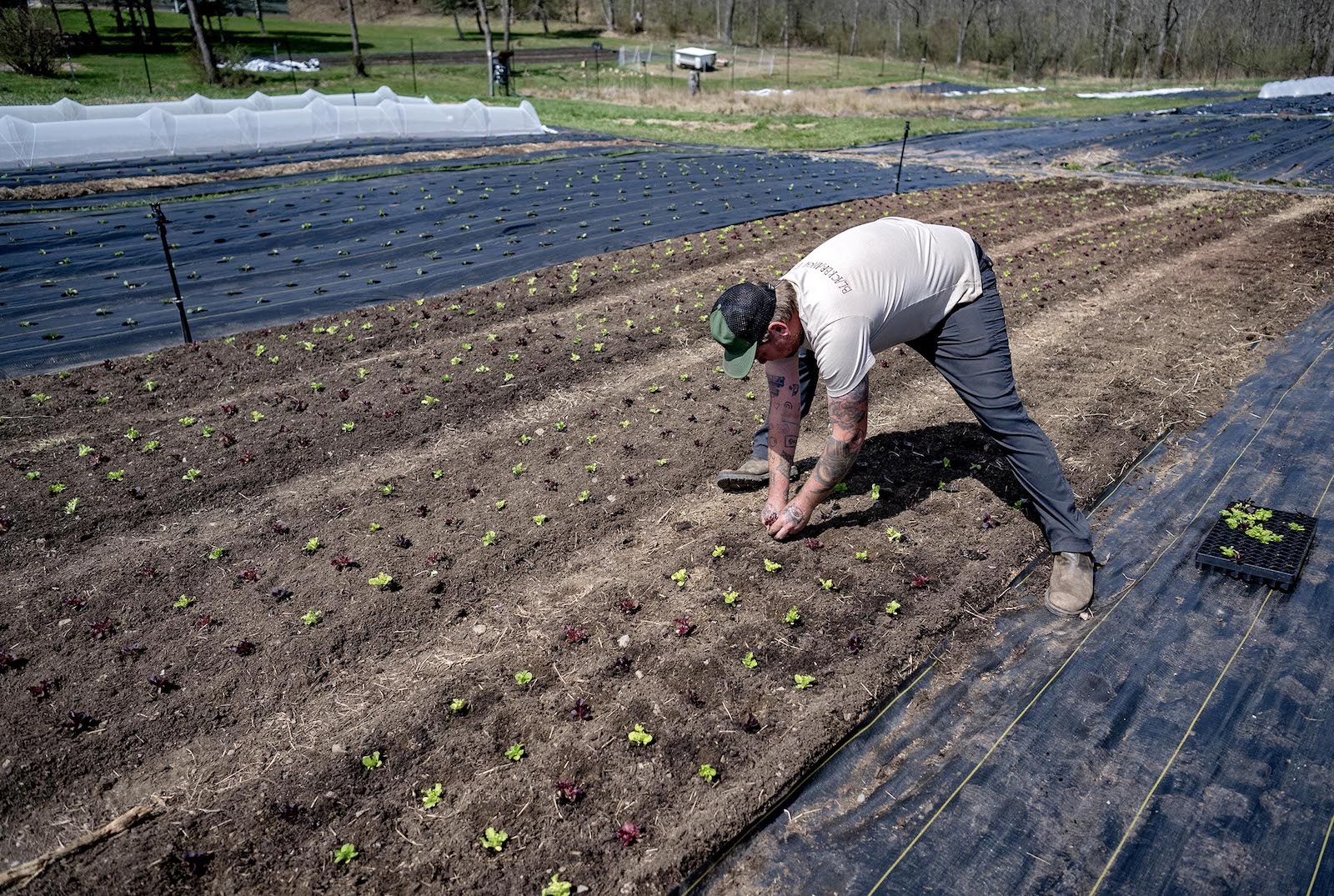 No tilling, no tractors: Centre County ‘intensive market garden-style’ farm enters third year
