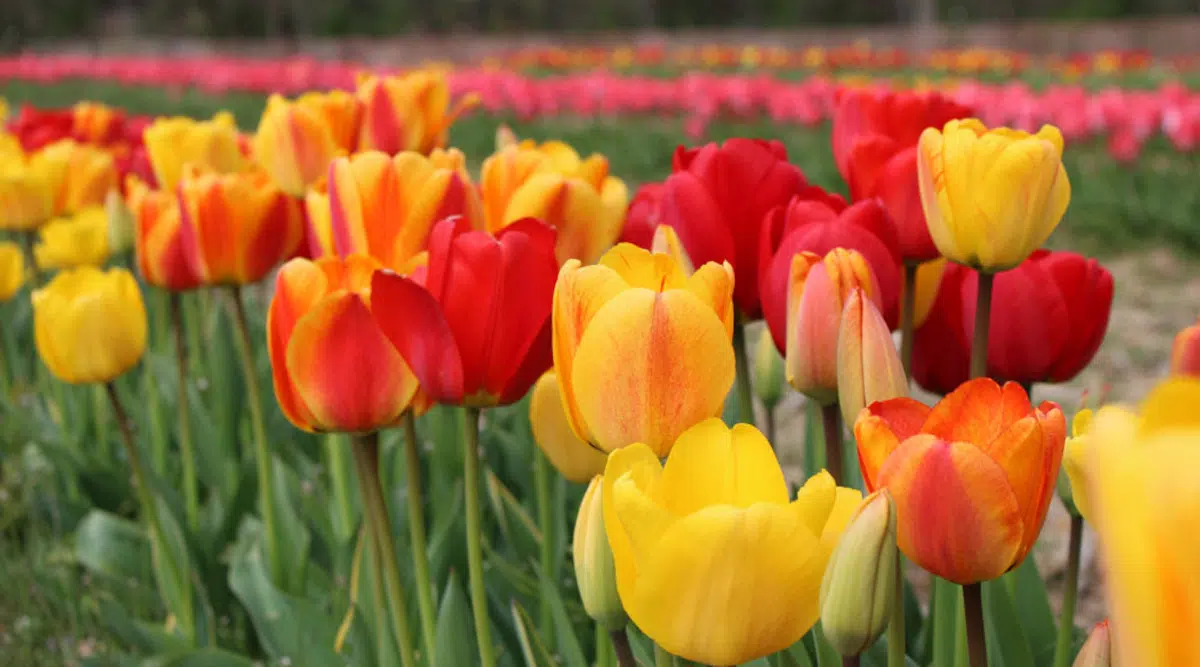 Blooms at Queens Farm Brings Three Acres of 70,000+ Tulips to New Yorkers
